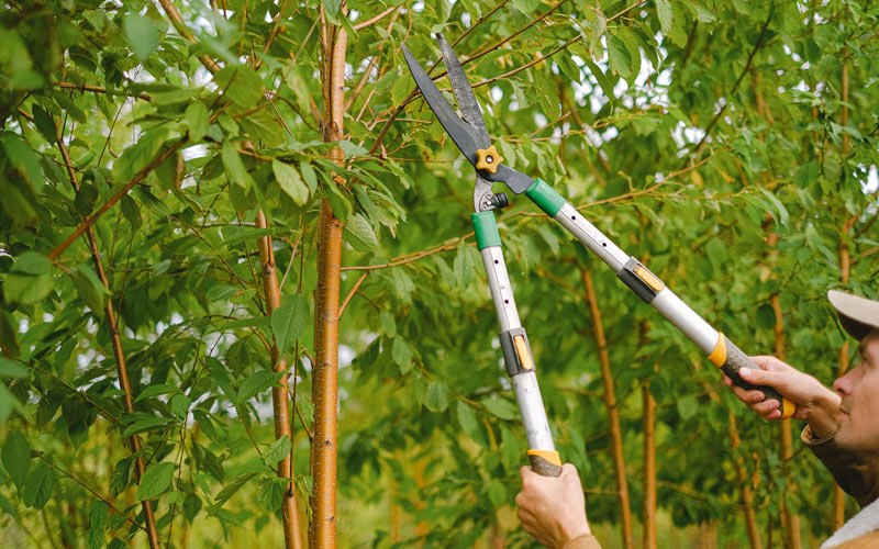 Tree trimming in Clark Fork, ID