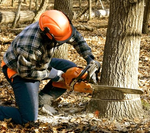 Tree Removal in Clark Fork, ID